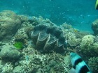 大きなシャコ貝を発見！