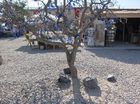 トルコのお守り「目玉」