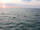 船上よりイルカを眺めロマンチックな夕日を鑑賞