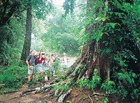 世界遺産ウールーヌーラン国立公園の豊かな緑