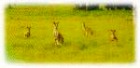 野生のカンガルー