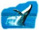 クジラを見られることも