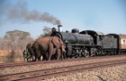 象が線路を渡る間、電車は停車!?