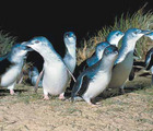 キョロキョロと好奇心旺盛なペンギン