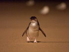 ペンギンパレード