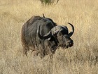 4WD車での探検サファリで野生動物を間近に見る