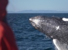 運が良ければクジラのジャンプが見られるかも！