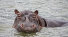 カバなど、水辺ならではの動物にも会える