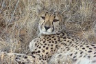 リラックスしたチーターを見られるのはエトーシャ国立公園ならでは