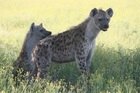 エトーシャ国立公園ではたくさんの野生動物に出会えます