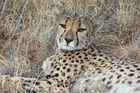 エトーシャ国立公園で野生動物を鑑賞！