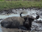ムブロ湖国立公園でくつろぐ水牛