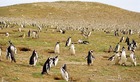 野生のペンギンの群れは、世界の果てウシュアイアならでは。