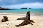 サンクリストバル島のビーチで寝そべるアシカ達。