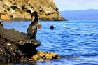 海鳥が多く生息するサンタクルス島近郊のピンソン島。