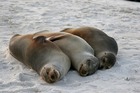 ビーチで寝そべるアシカの兄弟。