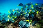 カラフルな熱帯魚に囲まれてシュノーケリング。