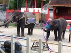 プーケット動物園