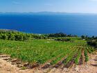 アドリア海沿いに広がるブドウ畑