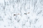 真っ白な雪の中をトナカイそりで駆け抜けます！