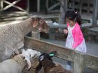 ウィロウバンク動物園で羊に餌付け