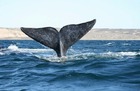 クジラ鑑賞といえば、バルデス半島