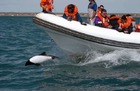 パンダイルカと呼ばれるイロワケイルカをボートで探索