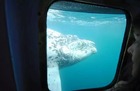 神秘的な潜水艦からのクジラウォッチング