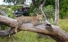 野生動物の楽園 オカバンコデルタ