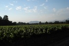 コウシーニョ・マクルのワイン畑は季節により異なる景色が楽しめます。