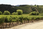 海岸沿いの丘に続くワイン畑