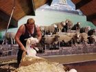 ニュージーランドの農業羊の毛刈り