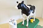 等身大の牛の模型で、臨場感あふれる 乳しぼり体験