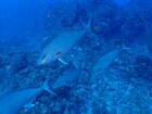 八丈島の綺麗な青い海と、海洋生物を鑑賞