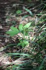 苔の森で八丈島の植物を鑑賞