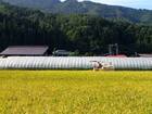 飛騨古川の田んぼ道をゆっくり走るサイクリングツアー