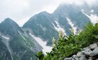 春の新穂高。雪化粧が残る山々と、春の植物がご覧頂けます。