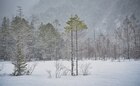 冬のハイキングでは、真っ白な雪景色がご覧いただけます。