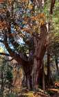 樹齢1000年の巨木、平湯大ネズコ