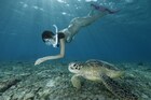神秘的な奄美の海でウミガメ探し！