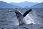 奄美大島へザトウクジラを見に行きませんか？