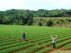 畑道を通って、島人のみなさんへご挨拶。沖永良部島の日常の風景をお楽しみください。