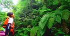 巨大なシダ植物など、珍しい植物に囲まれてジャングルの中を散策しましょう。