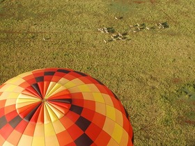 上空から様々な動物の動きがみられるのはバルーンサファリならでは。