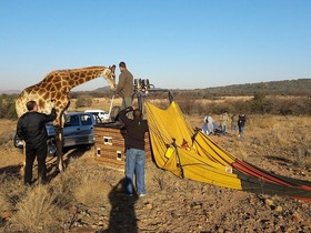 設営・撤去中に動物が見られることもあります。