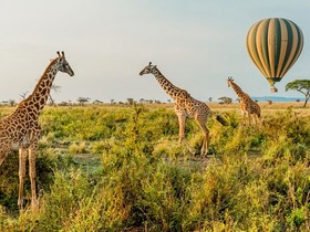 広大なセレンゲティ国立公園では様々な動物に出会うことができます