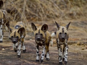 ニエレレ国立公園でハイアナの群れに出会えるかも