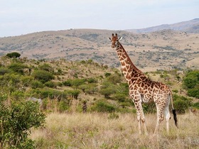 ゲームドライブでは様々な動物に出会えます