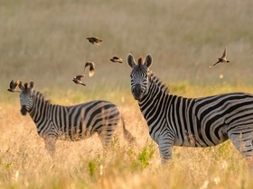 ゲームドライブではたくさんの野生動物に出会えます。