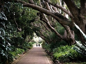 緑がいっぱいのカーステンボッシュ植物園を散策